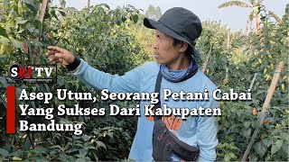 Asep Utun, Seorang Petani Cabai Yang Sukses Dari Kabupaten Bandung