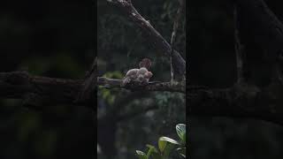 Babbler Couple #babbler #birds #couple #wetime #dating #funtime #selfcare #backyardwildlife #4k