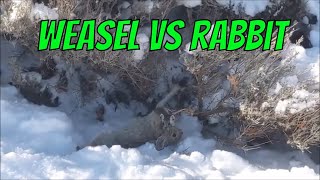 Weasel Kills A Rabbit