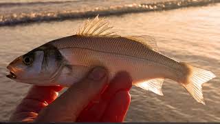 Flyfishing for bass on my local beach