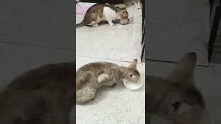 #shorts #trending #viral #youtubeshorts #cat #kitten #animals #petcat #viralvideos #trendingshorts