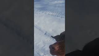 a boy and his jeep doggie