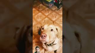 #funny #dog #funnyanimals #funnydogs #funnydog #cat #shortvideo