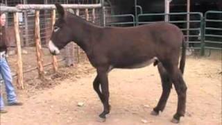 Mammoth Jack Standing at Stud "Napoleon"