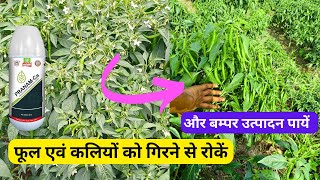 Prevent Chilli Flower and Bud Drop for Maximum Yield  #farming #agriculture #aasankheti