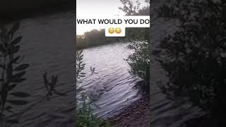 Giant alligator charges a fisherman “what would you do!?!?”