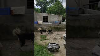 Dog Vs venomous snake .
कुत्ते और सपा की लड़ाई ।