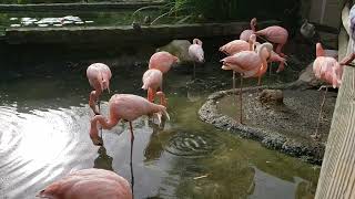 Flamingos Sylvan Heights Bird Park North Carolina