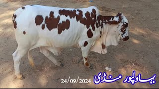 Bahawalpur Cow Mandi K Khobsurat Bachray & Bachrian|