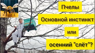 Пчёлы. Выбор за нами. Основной инстинкт или осенний "слёт"???