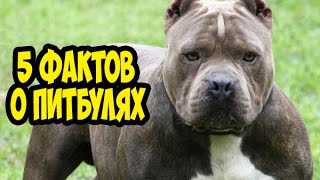 5 ФАКТОВ О ПИТБУЛЯХ