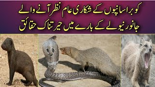 Surprising Facts About Mongoose | Nevlaa | The Cobra Hunter