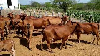 Vacas Sindi Fazenda Buenos Aires