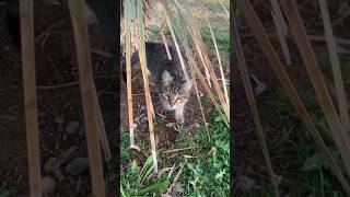 🏝️romantic homeless cat on the beach asking for lunch #antalya #konyaalti