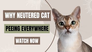 Why is My Neutered Cat Peeing Everywhere? | Neutered Cat Peeing Woes: Understanding the Root Causes