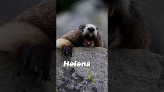 TREND MARMOTA- DEIXE SEU NOME OU FRASE NOS COMENTÁRIOS PARA UM VÍDEO  #memes VEJA A PLAYLISTS