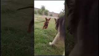 New tom and jerry race 😍 #foryou #germanshepred #dogtraining #dogshorts #gsdofig #dog #puppy