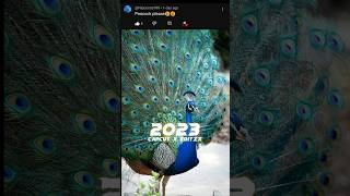 2023 Peacock 🦚🦚 vs 5000 bce Peacock 🦚🦚 #viral #shorts