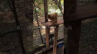 #roatan #hondurashoy #blacktravel #blacktraveler #vacation #islandtravel #monkeys #wildlife