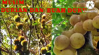 jejak petualang musim panen durian