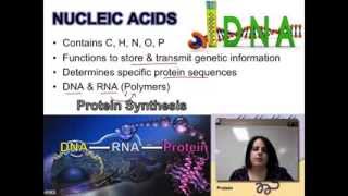 Ch. 2B - Nucleic Acids