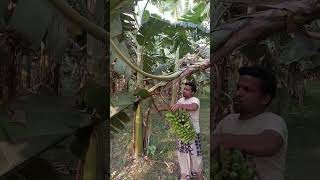 #How to harvesting are banana#ep-173#Short🍌🍌food