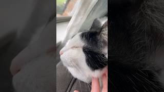 patches gets scritches #pets #cat #cutecat #animals