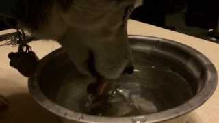 Siberian husky drinking water in slo-mo