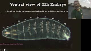 BCS_2024_Sviluppo della Drosophila_intro e Dorso-Ventral patterning I