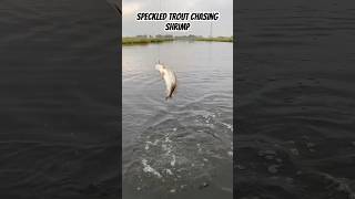 Speckled Trout chasing bait on the surface #louisiana #cajun #fishing