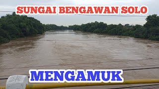 SUNGAI BENGAWAN SOLO NGAMUK ||  RATUSAN HEKTAR SAWAH TERENDAM BANJIR#jelastv