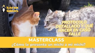 MasterClass "Presentación entre dos michis"