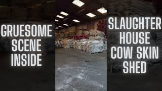 Inside (Slaughterhouse) Cow SKIN Shed 1😲🐄 #Shorts