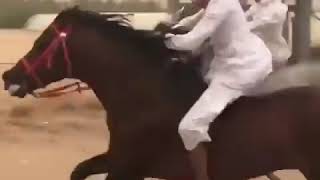 الخيل من خيالها ما شاء الله تبارك الله أسرع حصان عربي أصيل