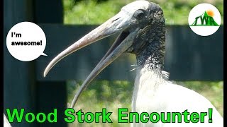 Rare Bird Encounter: The Wood Stork!