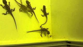 Pygmy bearded dragon hatchlings at Feeding Time