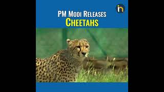 PM Modi Releases Wild Cheetahs From Namibia At Kuno National Park, Madhya Pradesh | #shorts