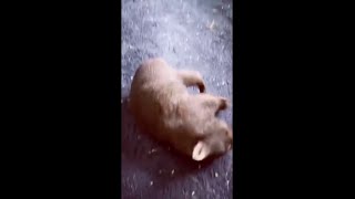 This wombat is quite the drama queen