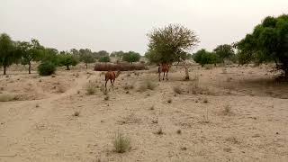 #desert #beautiful #camel #video #viral