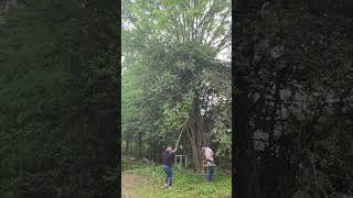 Aquí estamos cortando este árbol 🌳 paradojas limpio el terreno de nuestra nueva casa 🏡