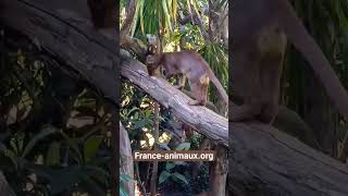 Fossa de Madagascar - Cryptoprocta ferox - France animaux org - Espèce en danger  🇲🇬🛑🚨