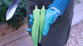 Showing you my OKRA Crop! | CulinaryGardens