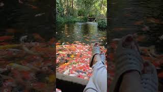 pond with gold fish in Safari Park Bangkok