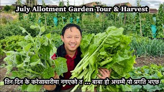 July allotment Garden Tour & Harvest | Tomatoes pruning | Gardening | Nepali Family UK | Nepali Vlog