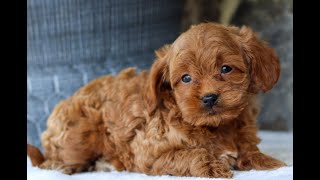 Cavapoo Puppies for Sale