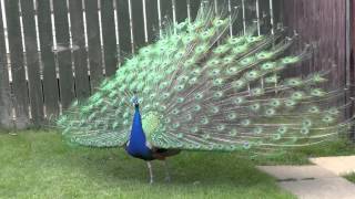 4K Video of Magnificent Peacock Displaying