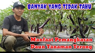 Manfaat pemangkasan daun terong || Yuvita F1