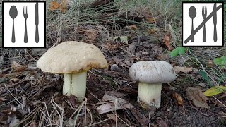 Porównanie: Borowik kruchy (Hemileccinum impolitum) vs. Borowik korzeniasty (Caloboletus radicans)