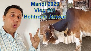 Mandi Vlog 2023 || Saste Janwar 2023