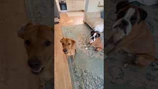 Dogs vs cat vs crazy nemo toy! #boxer #boxerdog #labrador #doggo